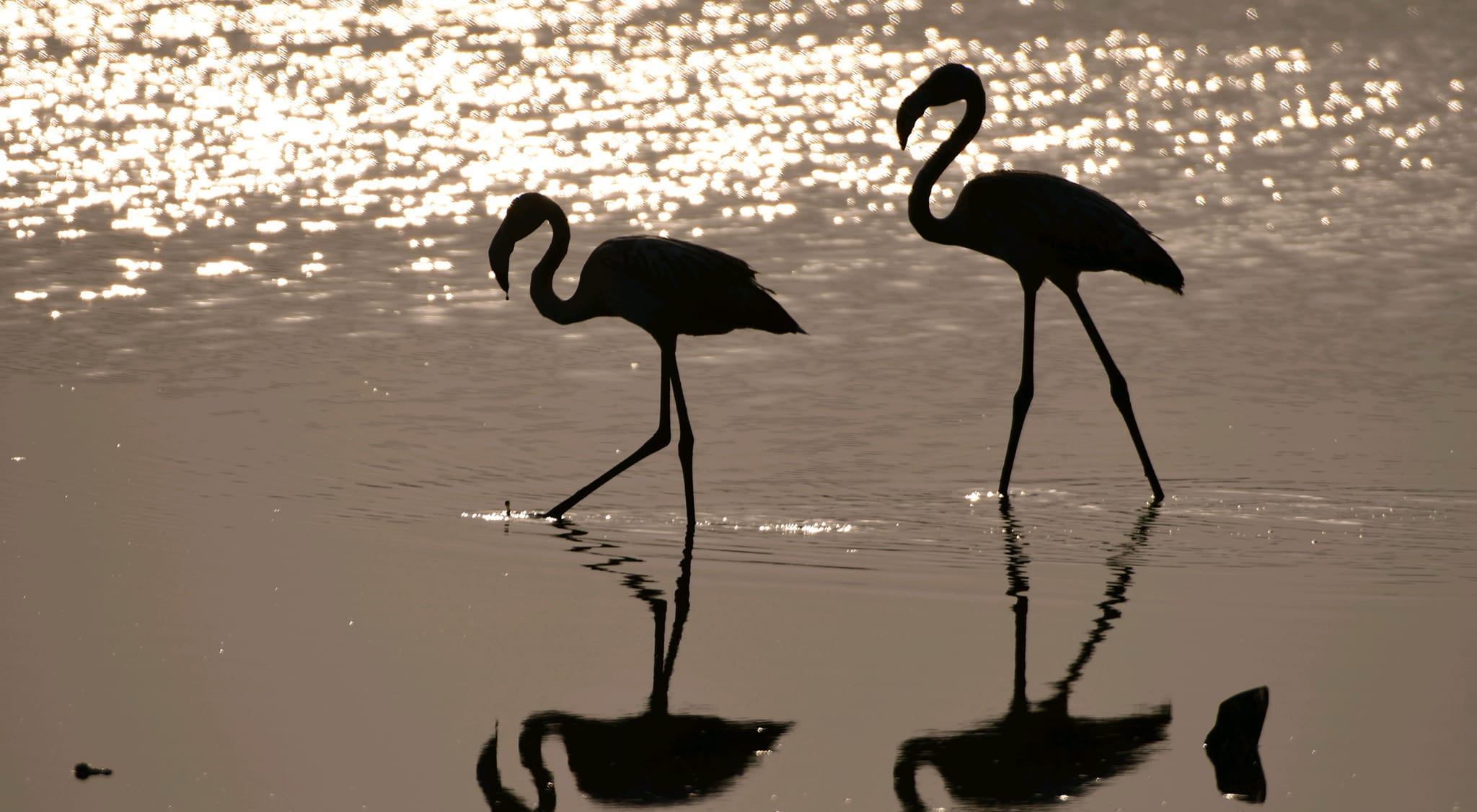 Flamingo Silhouette